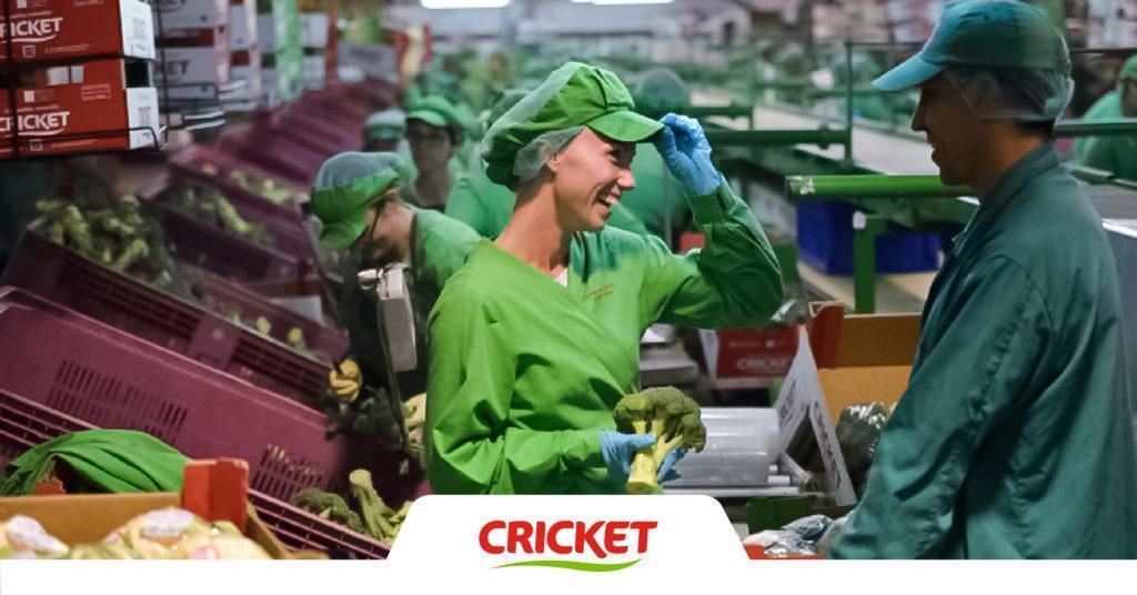 Cricket apuesta por empleo estable